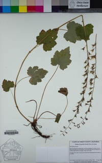 Tolmiea menziesii image