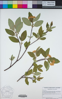 Cornus sericea image