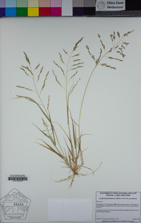 Eragrostis pectinacea image