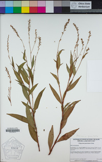 Persicaria punctata image