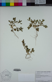 Chenopodium rubrum var. humile image