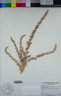 Atriplex cordulata image