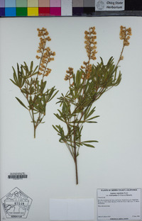 Lupinus argenteus image