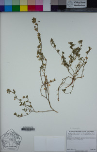 Medicago polymorpha image