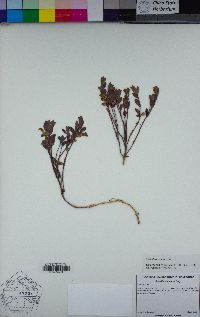 Scutellaria nana image