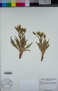 Crepis monticola image