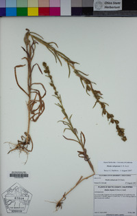 Madia subspicata image