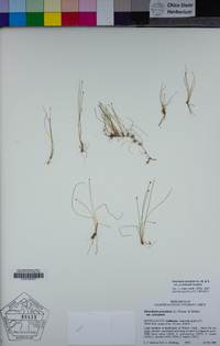 Eleocharis acicularis image