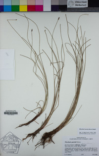 Eleocharis montevidensis image