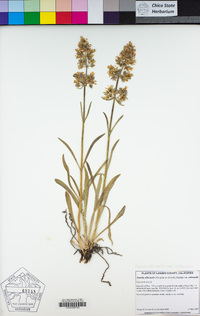 Frasera albicaulis var. modocensis image