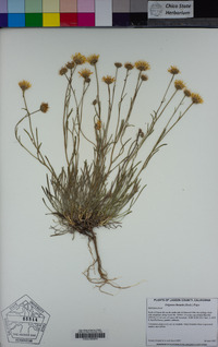 Erigeron linearis image