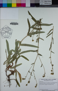 Anisocarpus madioides image