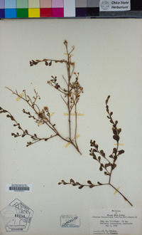 Image of Pluchea tetranthera