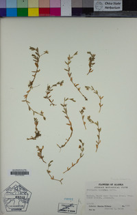 Image of Stellaria humifusa