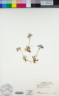 Image of Primula borealis