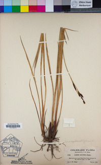 Carex aquatilis image