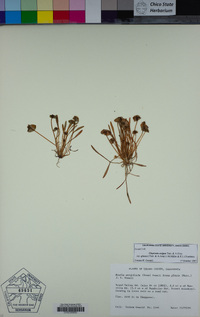 Claytonia exigua subsp. glauca image