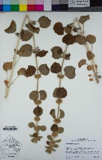 Marrubium vulgare image