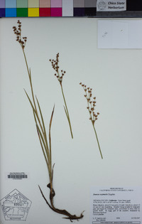 Juncus oxymeris image