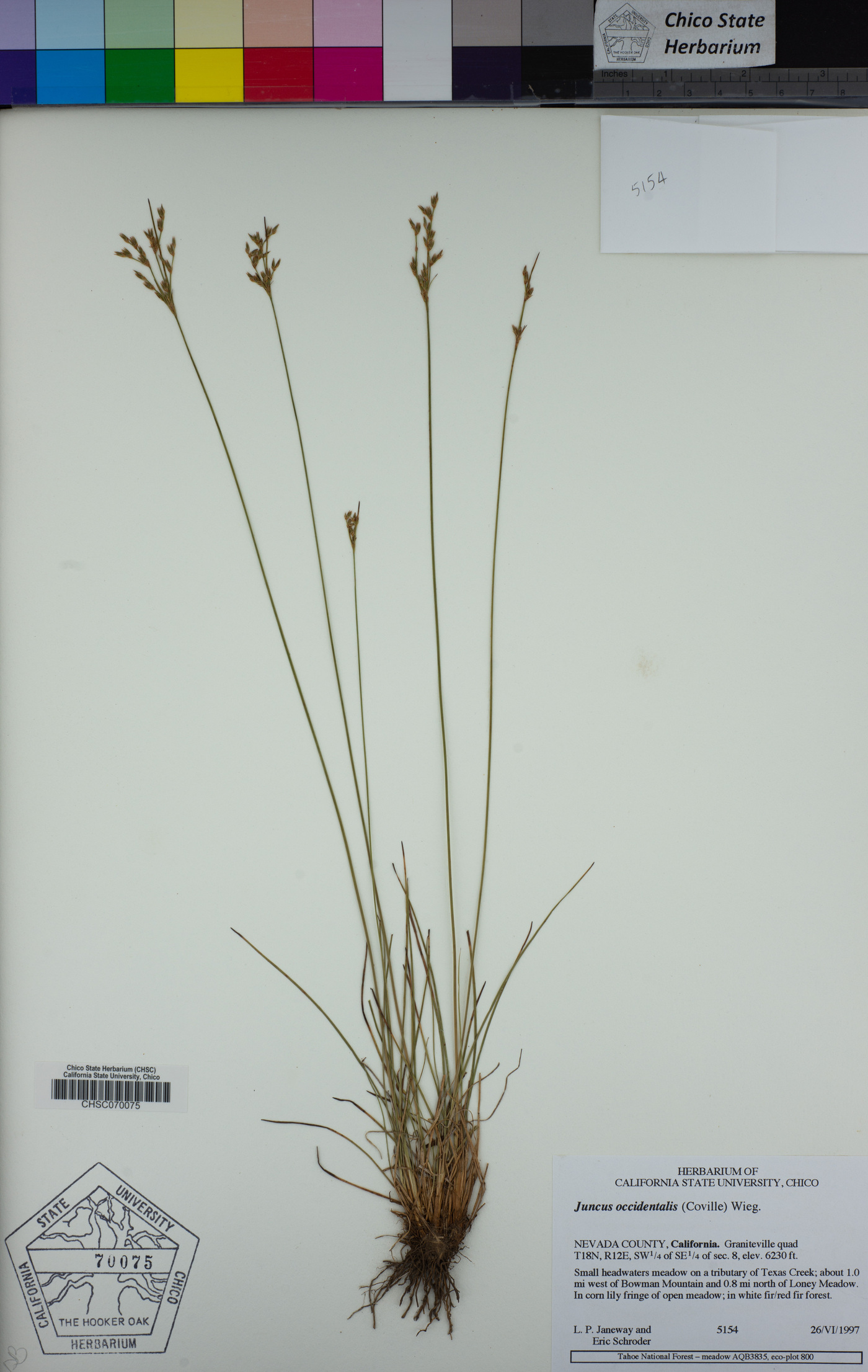 Juncus occidentalis image