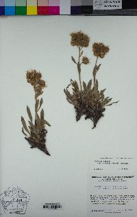 Phacelia hastata var. compacta image