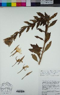 Oenothera wolfii image