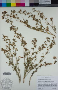 Hosackia stipularis var. ottleyi image