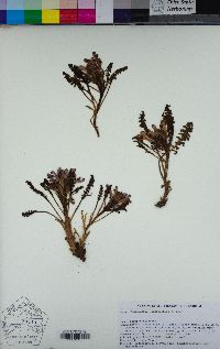 Pedicularis centranthera image