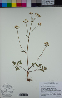 Sanicula graveolens image