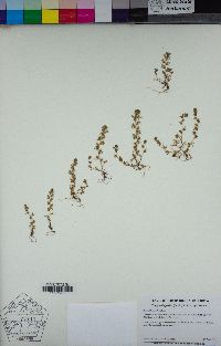 Triphysaria pusilla image