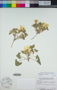 Calystegia collina subsp. oxyphylla image
