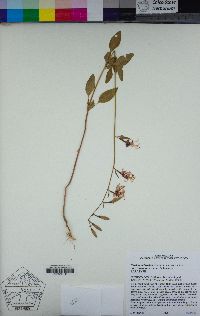 Clarkia mildrediae image