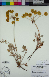 Eriogonum umbellatum var. dumosum image