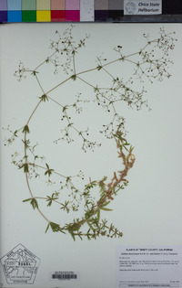 Galium mexicanum image