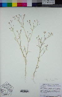 Navarretia leptalea subsp. bicolor image