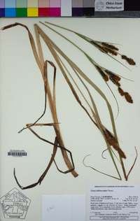 Carex nebrascensis image