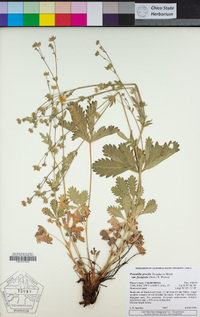 Potentilla gracilis image