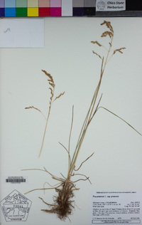 Poa pratensis subsp. pratensis image