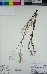 Epilobium hallianum image