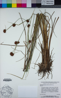 Image of Rhynchospora cephalantha