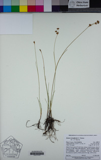 Juncus nevadensis image