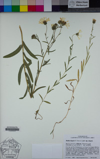 Madia elegans image