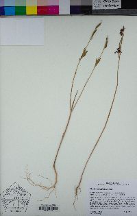 Clarkia mosquinii image
