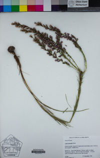 Liatris punctata image