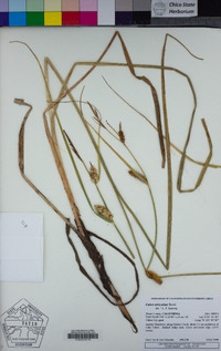 Carex utriculata image