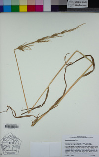 Agrostis exarata image