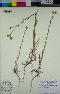 Amsinckia menziesii image