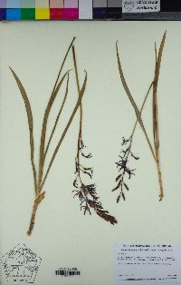 Camassia quamash subsp. breviflora image