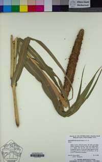 Image of Pennisetum americanum