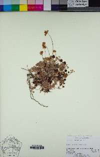 Eriogonum marifolium image